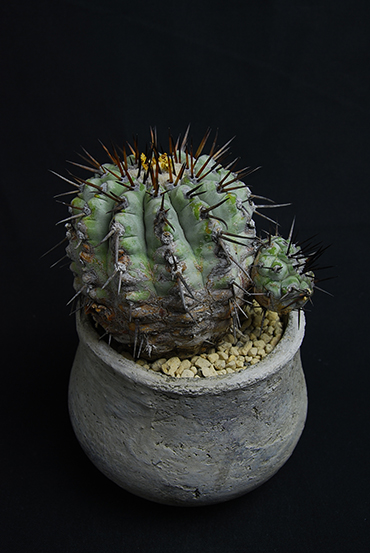 孤竜丸 | 叢 – くさむら – Qusamura