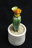 アストロフィツム 王冠瑠璃兜 | 叢 – くさむら – Qusamura