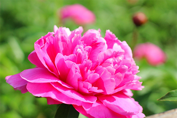 トーンヌールチャクラ | 【公式】Re:age │ 肌で飲む漢方「トーンヌール」