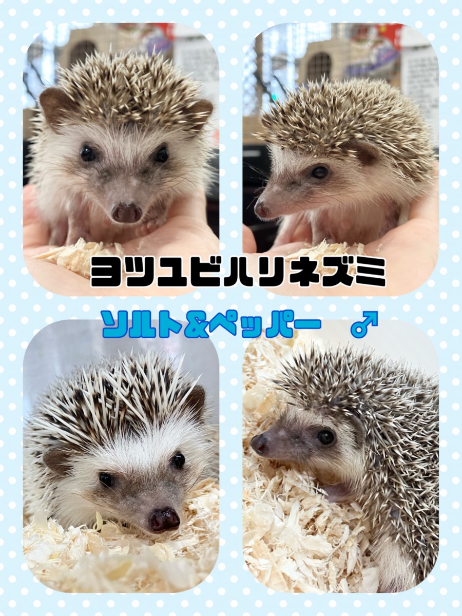熊本店のハリネズミちゃん♡｜佐賀・福岡・熊本のペットショップ