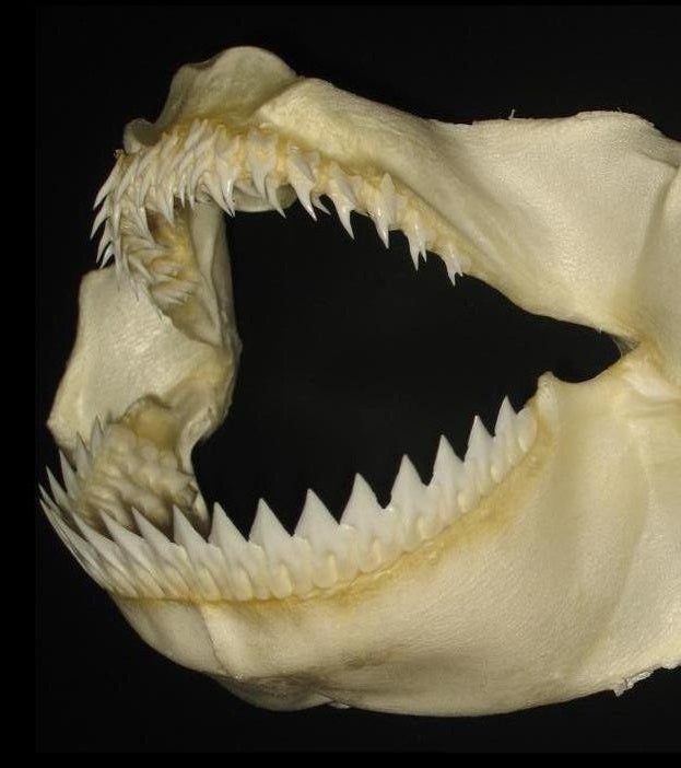 サメの歯標本を作ります | 楽しいカラー魚拓