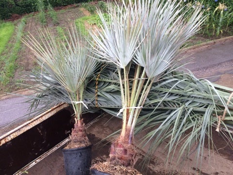 ヤシの木入荷！ 超シルバーリーフのココスヤシ | 埼玉県 羽生市のやし