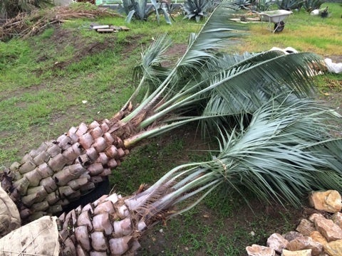 ヤシの木入荷！ 超シルバーリーフのココスヤシ | 埼玉県 羽生市のやし