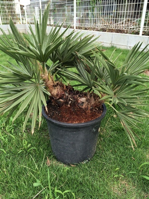 トリスリナックス カンペストリス ヤシの木販売 | 埼玉県 羽生市のやし