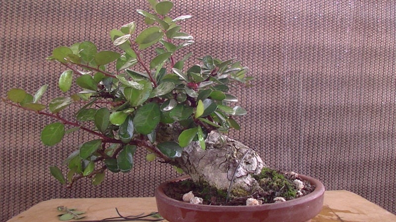沖縄の樹種 マッコウ（和名：ハリツルマサキ） | 文化盆栽園ブログ