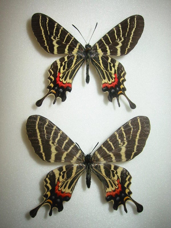 ヒマラヤの貴婦人 | 蝶に魅せられた旅人