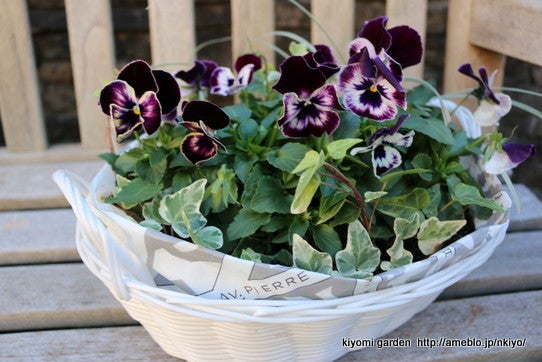 素敵ビオラをバスケット植えに | キヨミのガーデニングブログ 長澤淨美