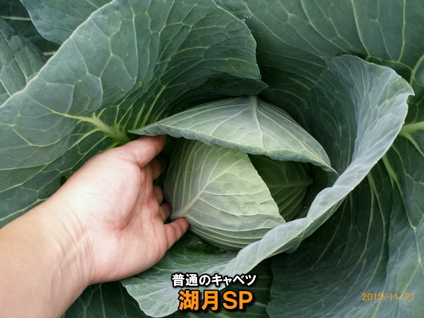 キャベツ5品種（ミニックス・みさき収穫）60日目 | ニャハハの家庭