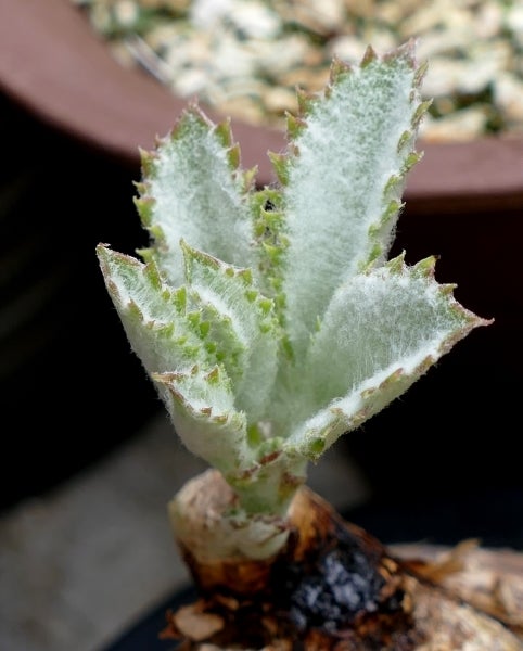 キフォステンマ・セイチアナが動き出しました。 | コタブロ日記 多肉
