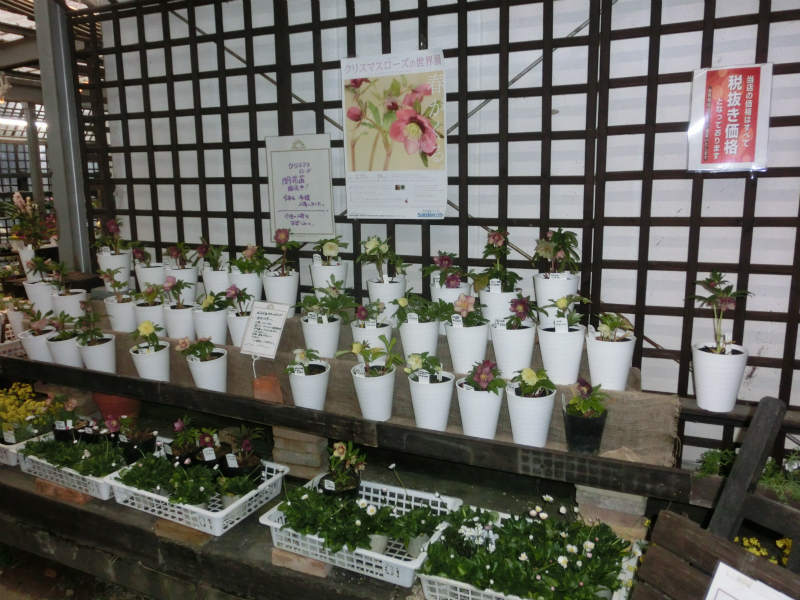 八咫烏だ！ | 加藤農園のブログ