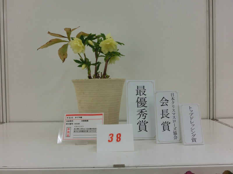 加藤農園 第15回クリスマスローズの世界展 最優秀賞受賞！かぐや姫