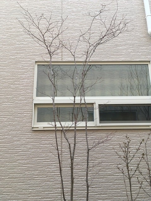 山採りのコハウチワカエデ | じぇねらる のブログ