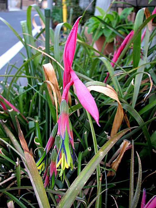 瓔珞筒アナナス（ヨウラクツツアナナス） | jp1mvkのブログ