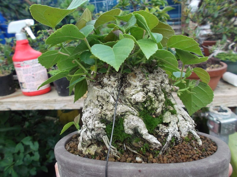 ユウナについて | 文化盆栽園ブログ