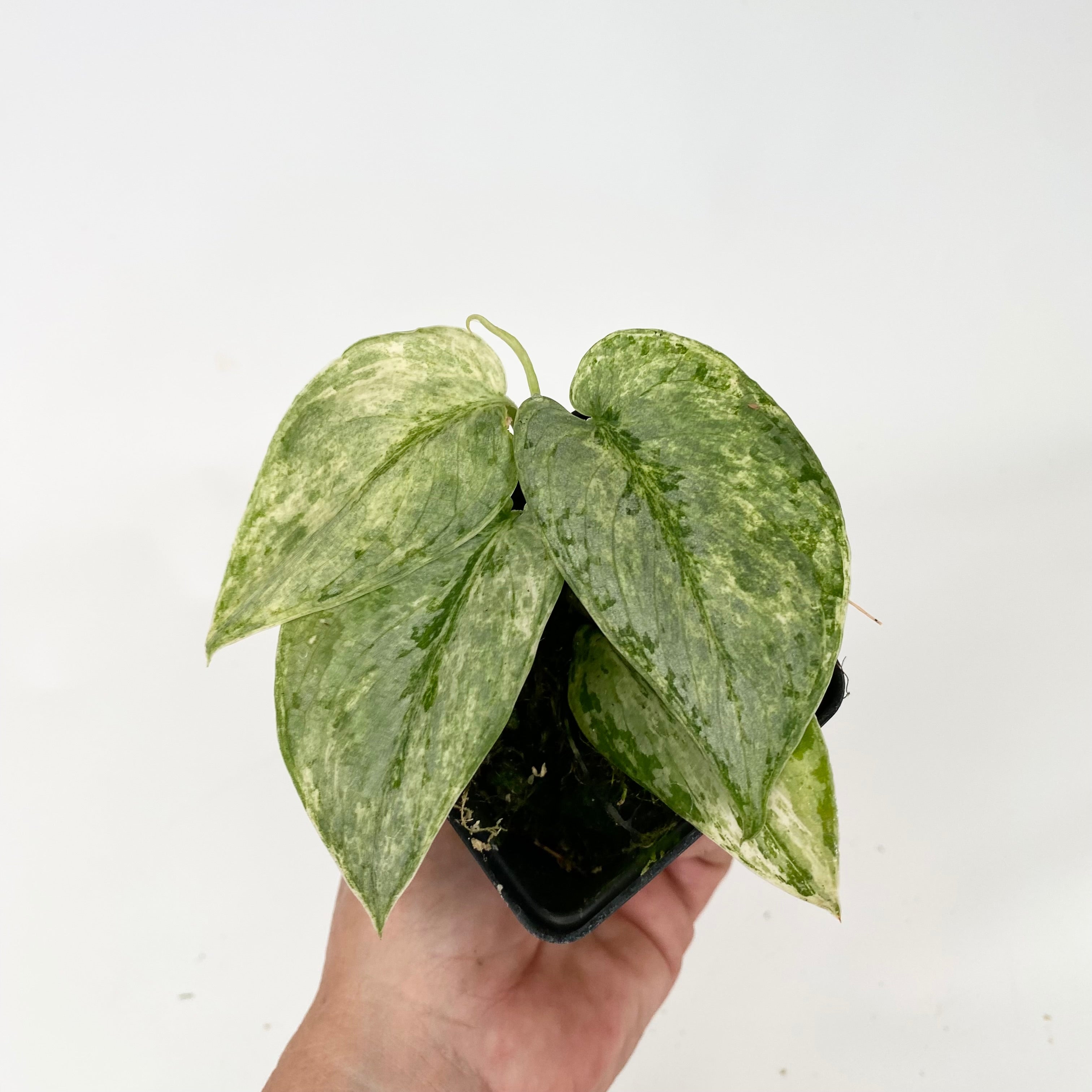 Z-4739 - Scindapsus pictus 'Peasun' – Steve's Leaves