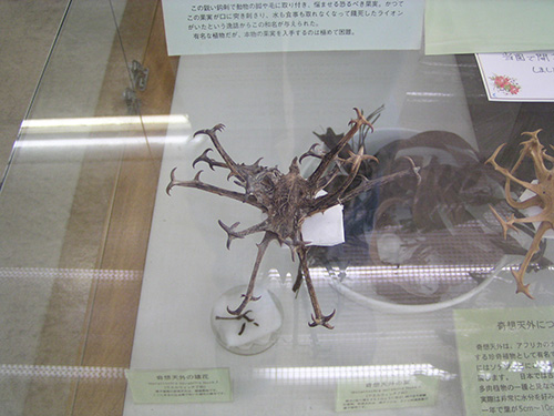 ライオンゴロシ Harpagophytum ゴマ科