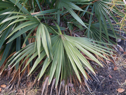 サバルヤシ Sabal ヤシ科（Arecaceae）
