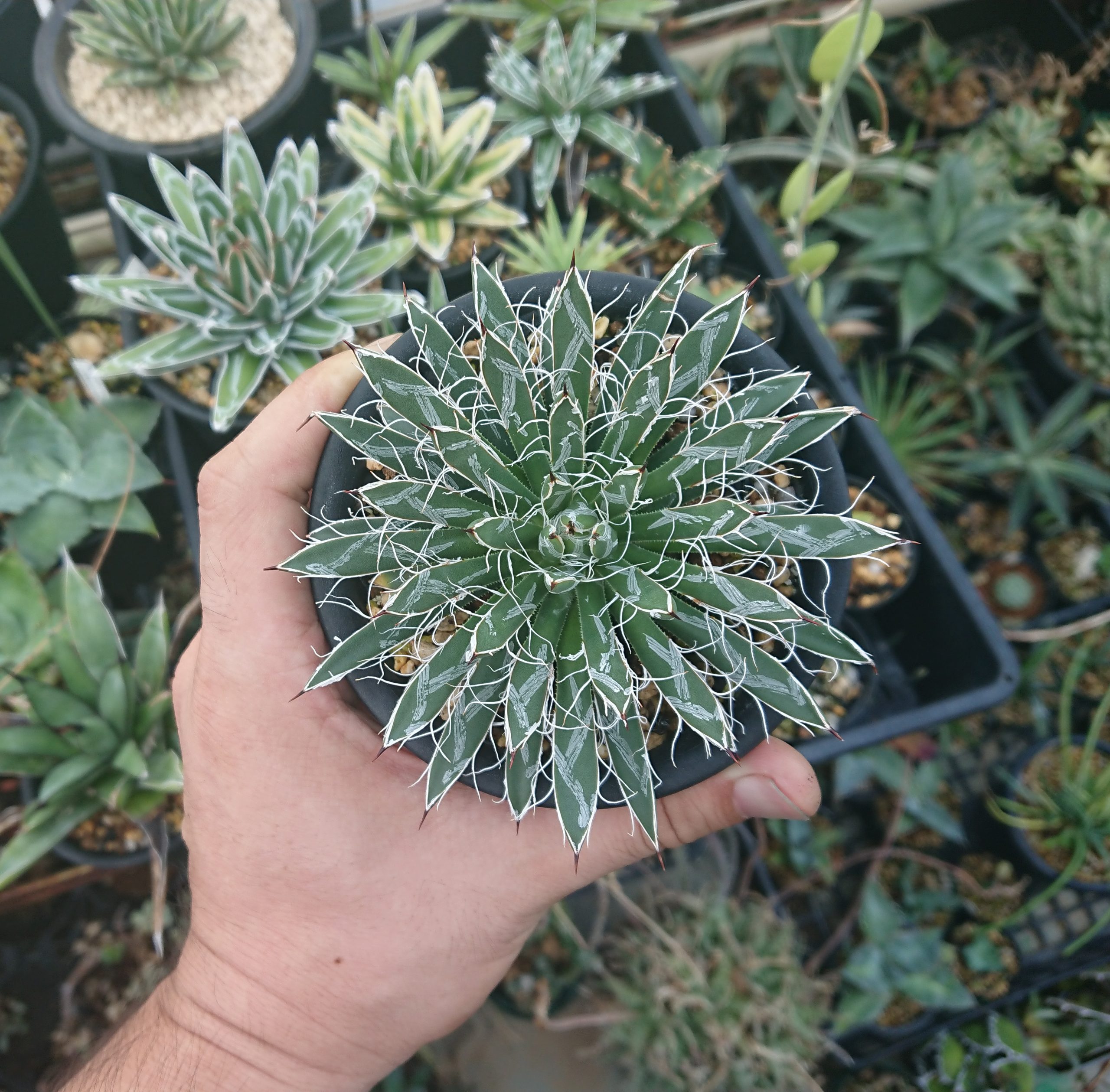 姫乱れ雪 – ROUKA – Succulents Note