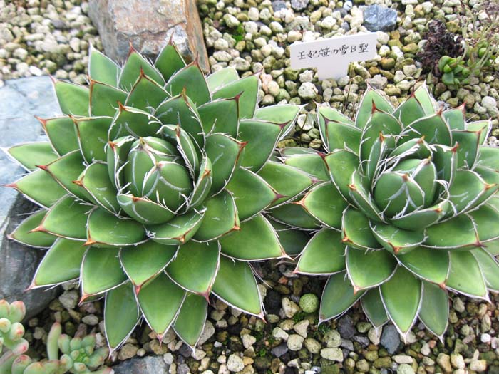 王妃笹の雪栽培記録