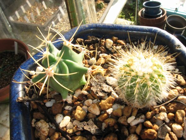 文鳥丸栽培記録