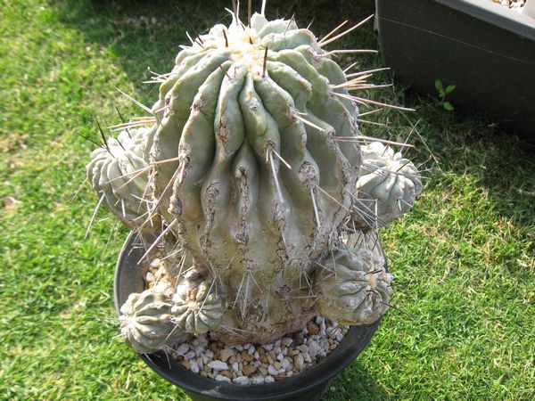 黒士冠栽培記録