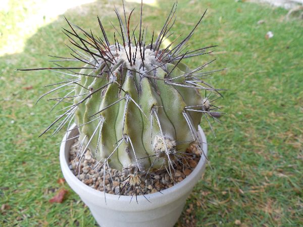 カリザレンシス