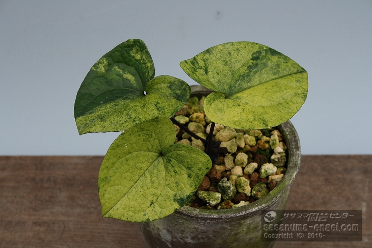 斑入りカンアオイ展（主催 斑楽会）」のお知らせ|雪割草・山野草・園芸