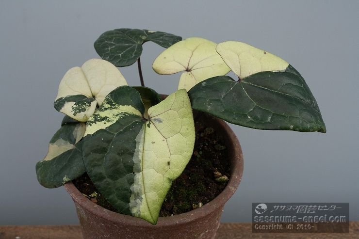 斑入りカンアオイ展を開催します。|雪割草・山野草・園芸資材の