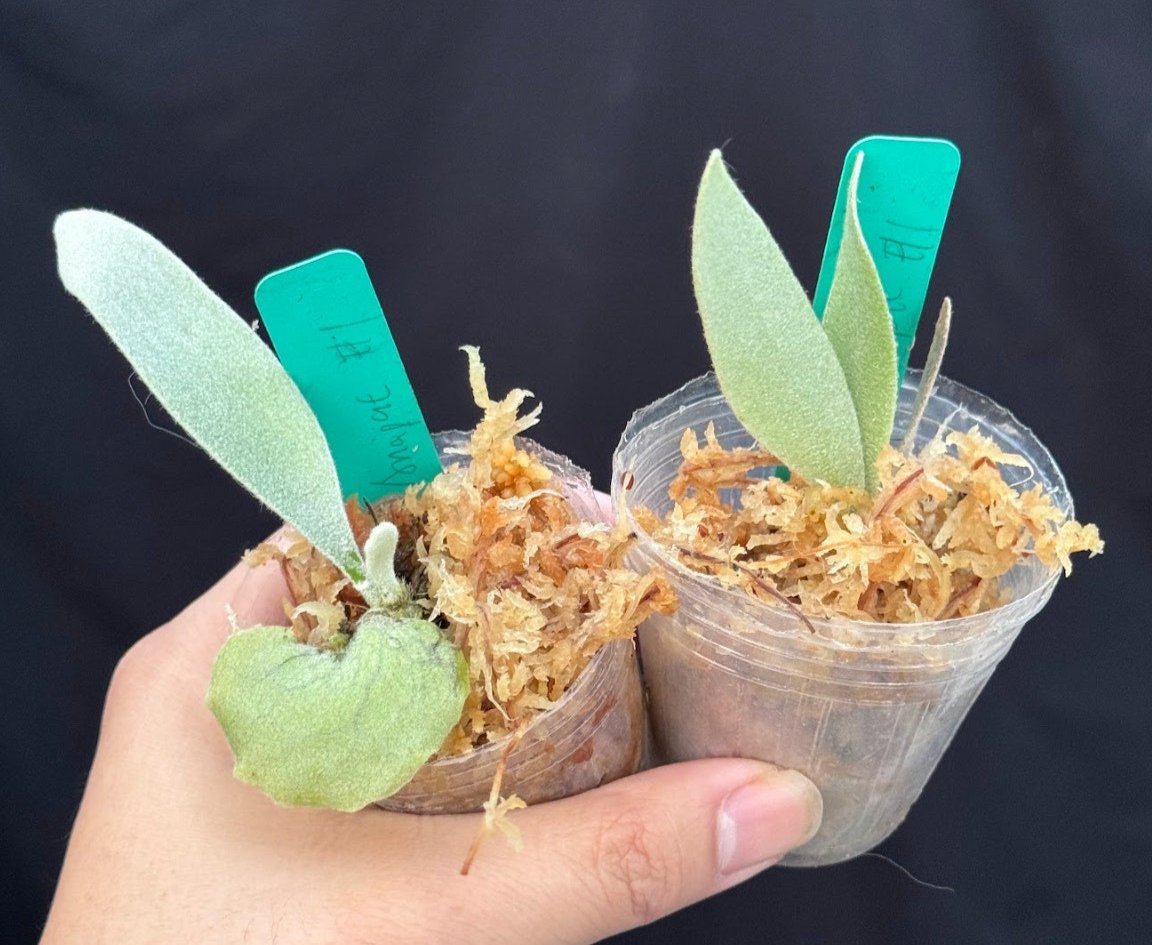 Platycerium willinckii 