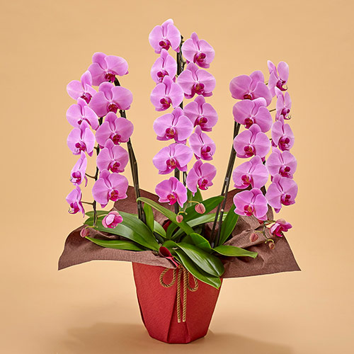 胡蝶蘭(ピンク)3本立ち 27～30輪以上(蕾含む) | 花・花束を贈る