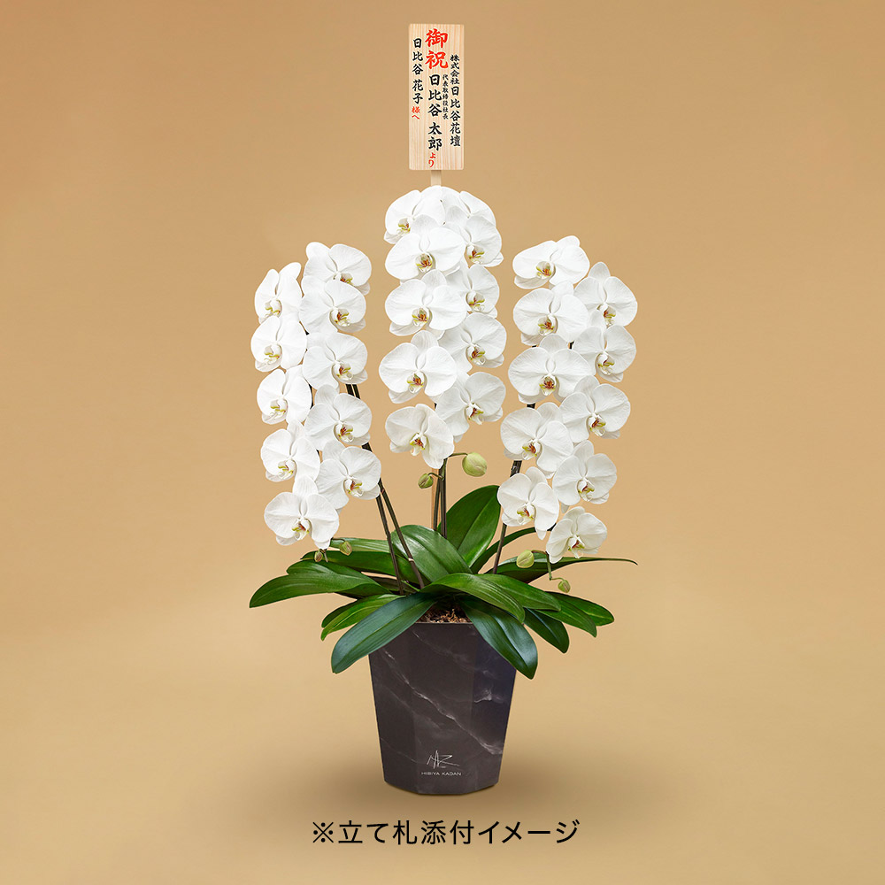 胡蝶蘭（ホワイト）3 本立ち 【black e-pot仕様】 | 花・花束を贈る