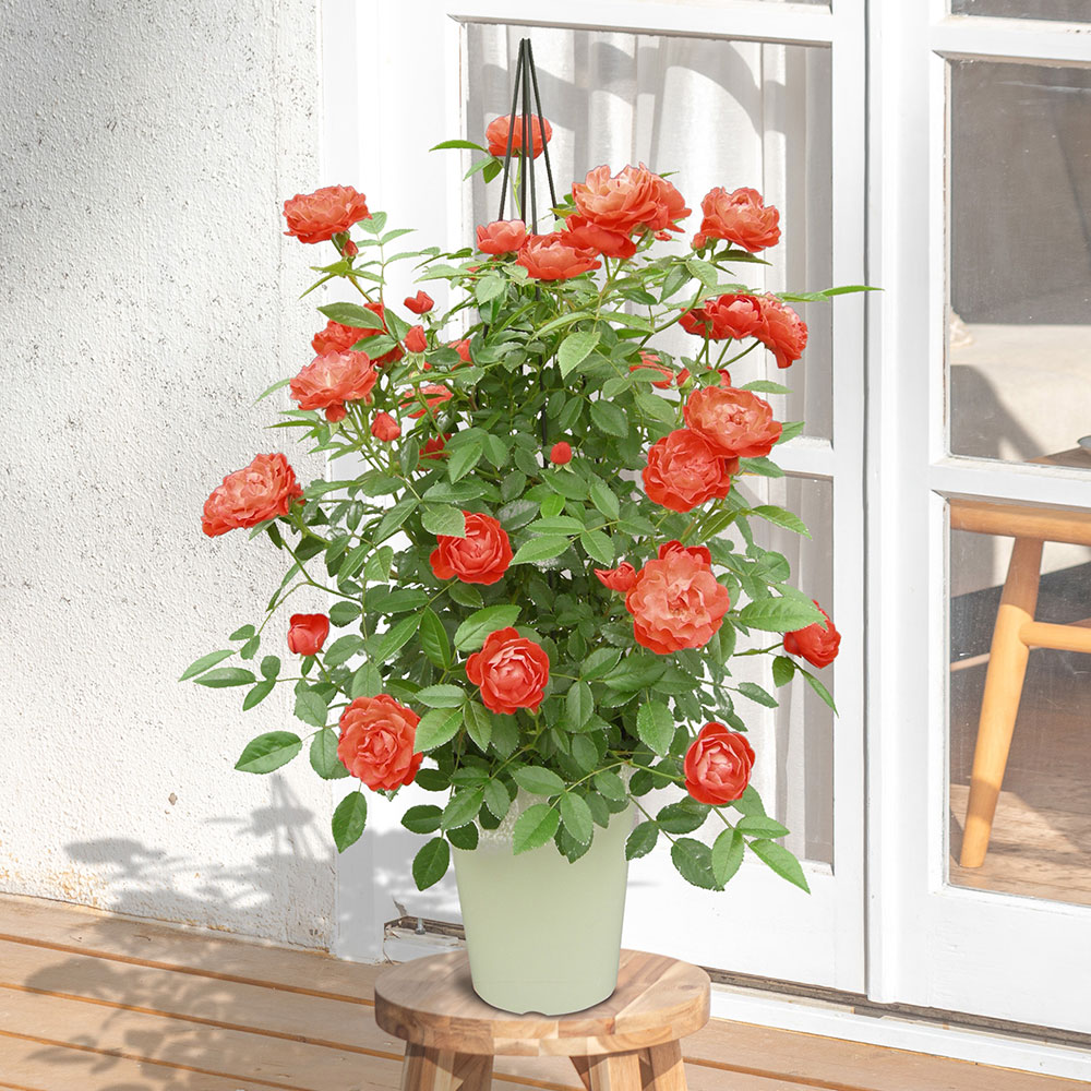 母の日 つるバラ「オレンジマザーズデイ」タワー仕立 | 花・花束を贈る