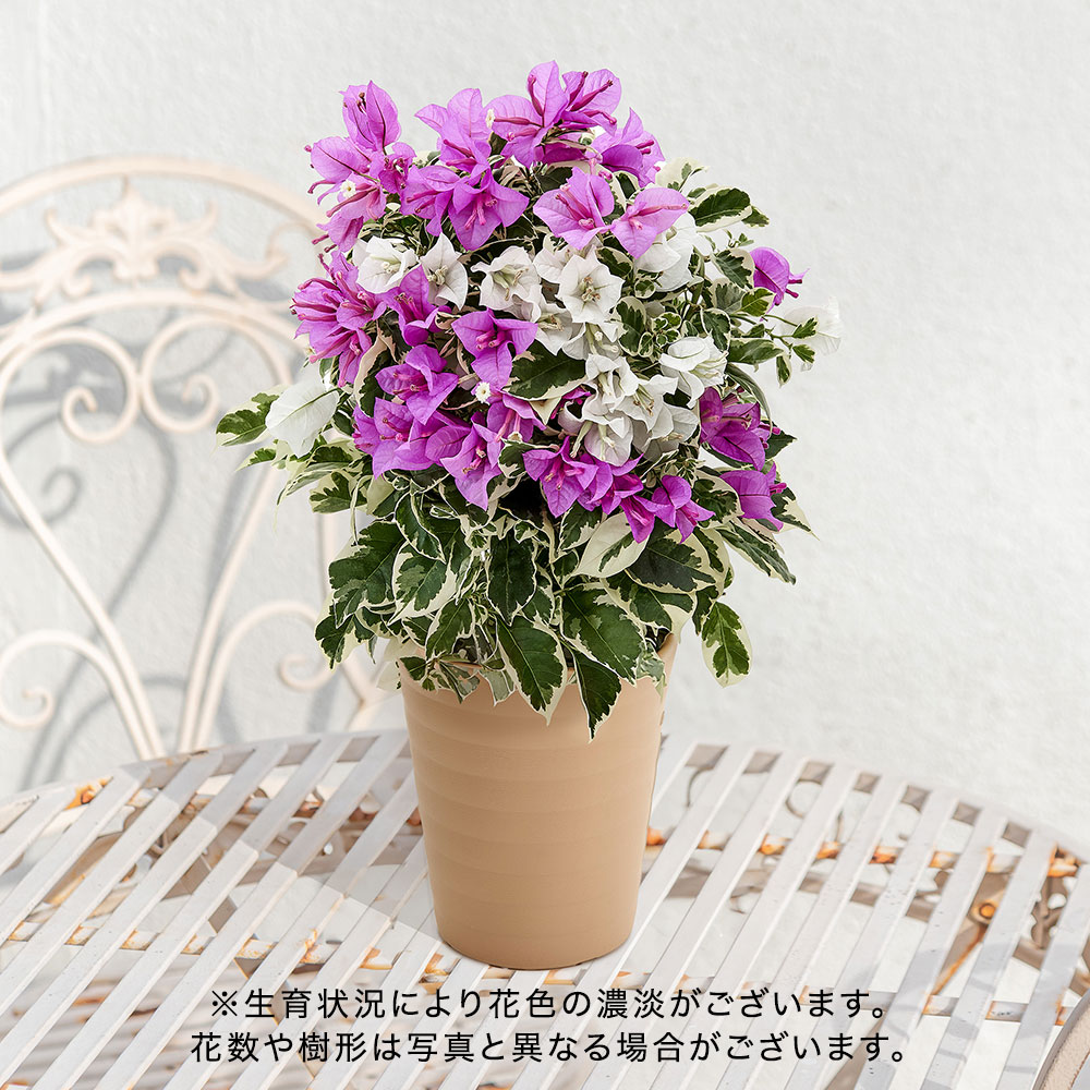 母の日 ブーゲンビリア「ブルーハワイ」 | 花・花束を贈るフラワー