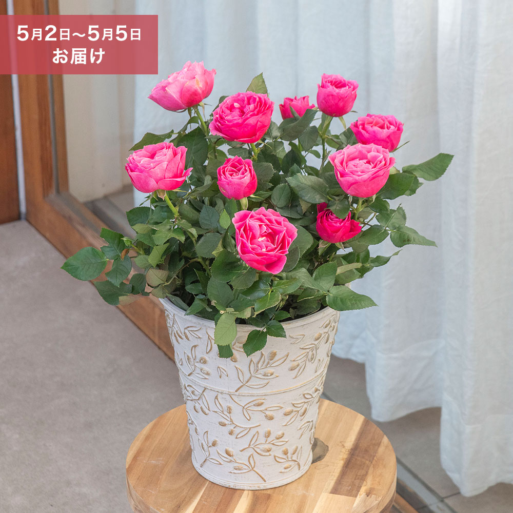 母の日 【5/2-5/5 お届け限定】大西 隆コレクション ミニバラ