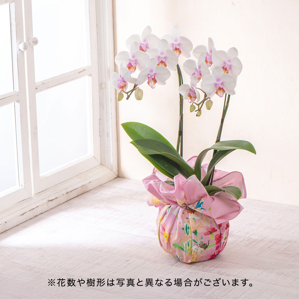 母の日 NozomiYuasa×ミディ胡蝶蘭 風呂敷ラッピング | 花・花束を贈る