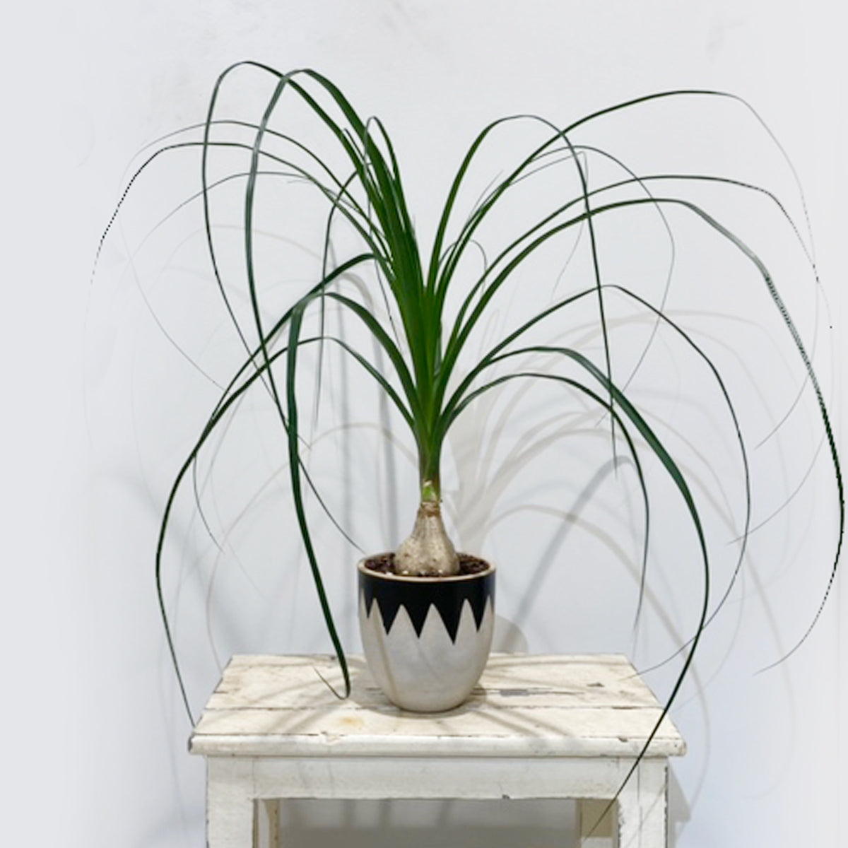 トックリラン04】陶器鉢｜観葉植物 – hanna