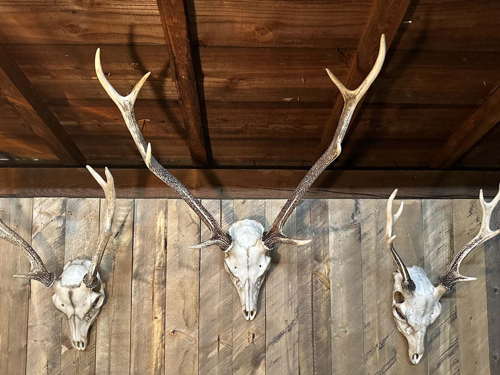 リアル鹿スカルヘッド – ブレットジャパン オンラインストア