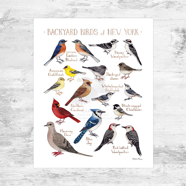 New York Backyard Birds Field Guide Art Print Mini (8x10) – Kate