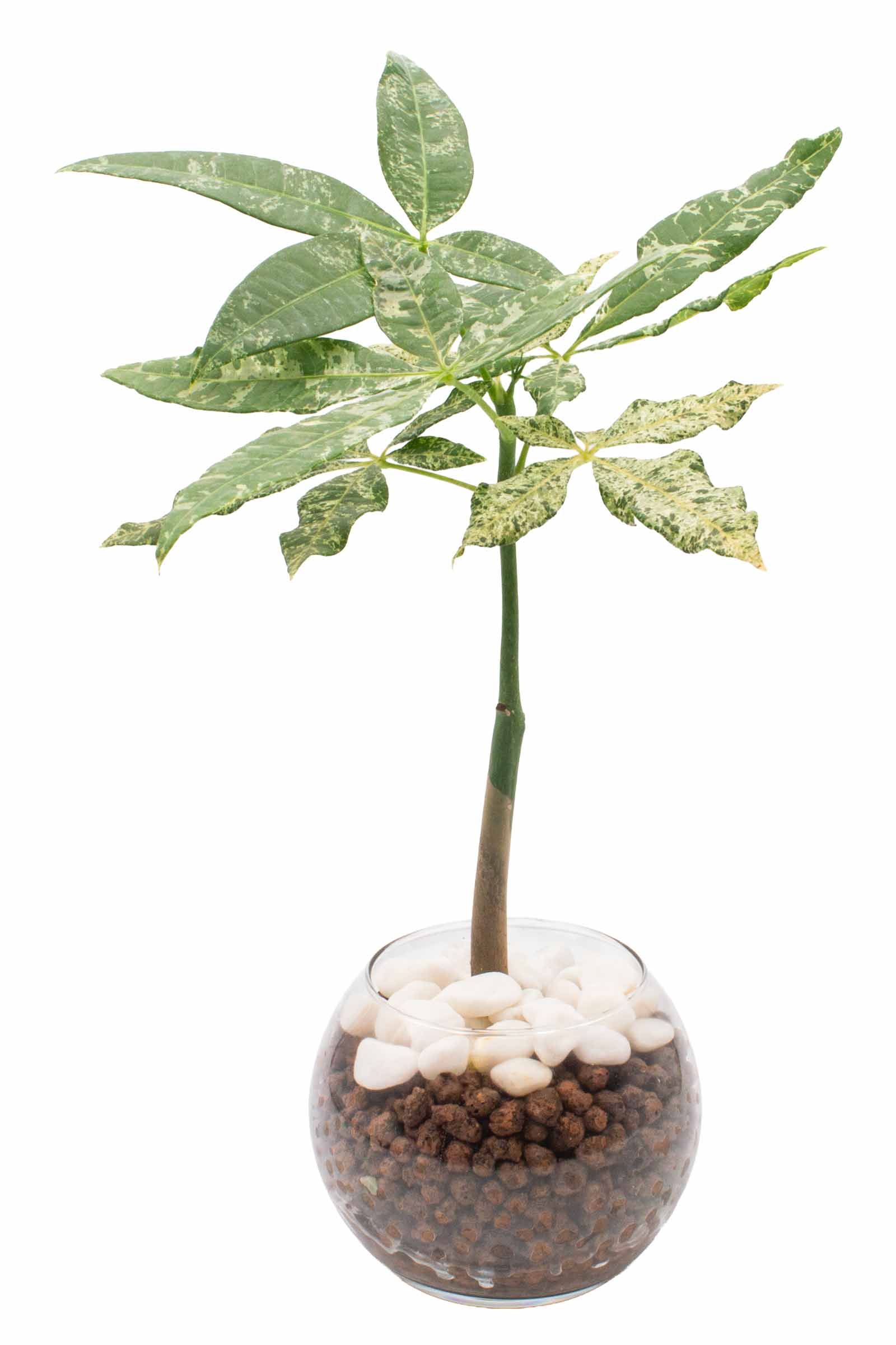 在庫残りわずか！希少種の数量限定】斑入りパキラ ミルキーウェイ