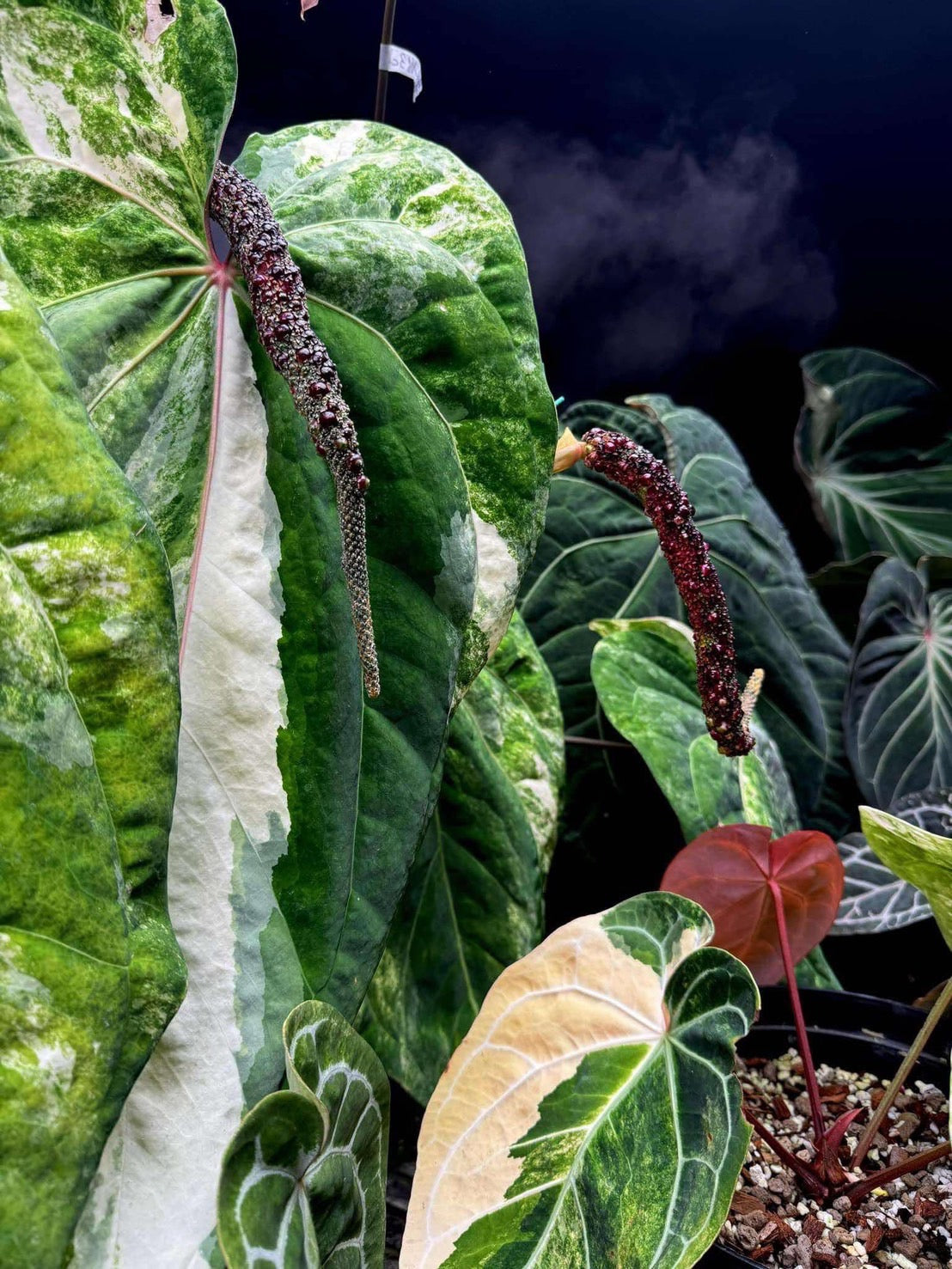 3 アンスリウム ミシェル x クリスタル シルバー 斑入り コレクション