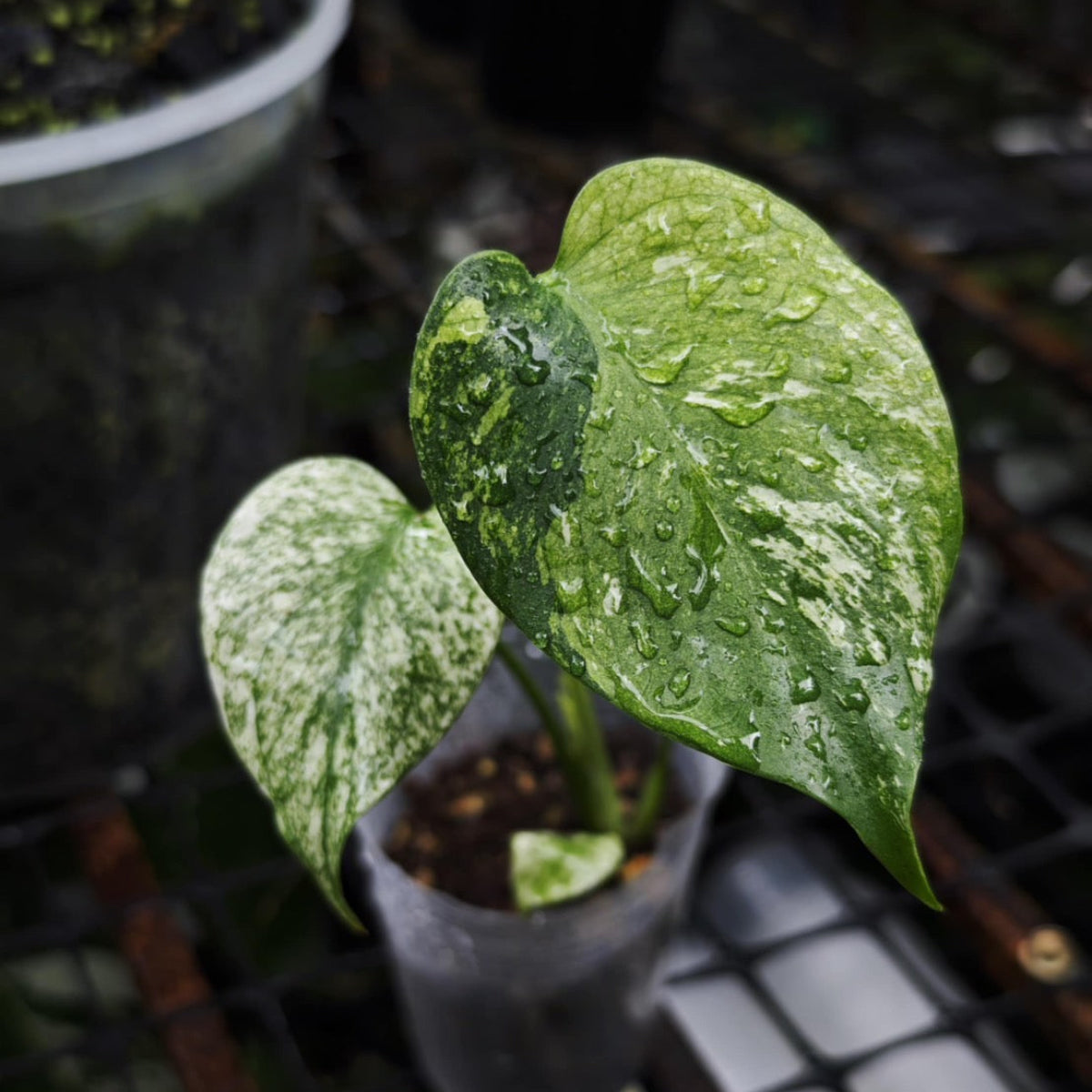 予約販売】【コレクション】モンステラ デリシオーサ 'ミント トリ