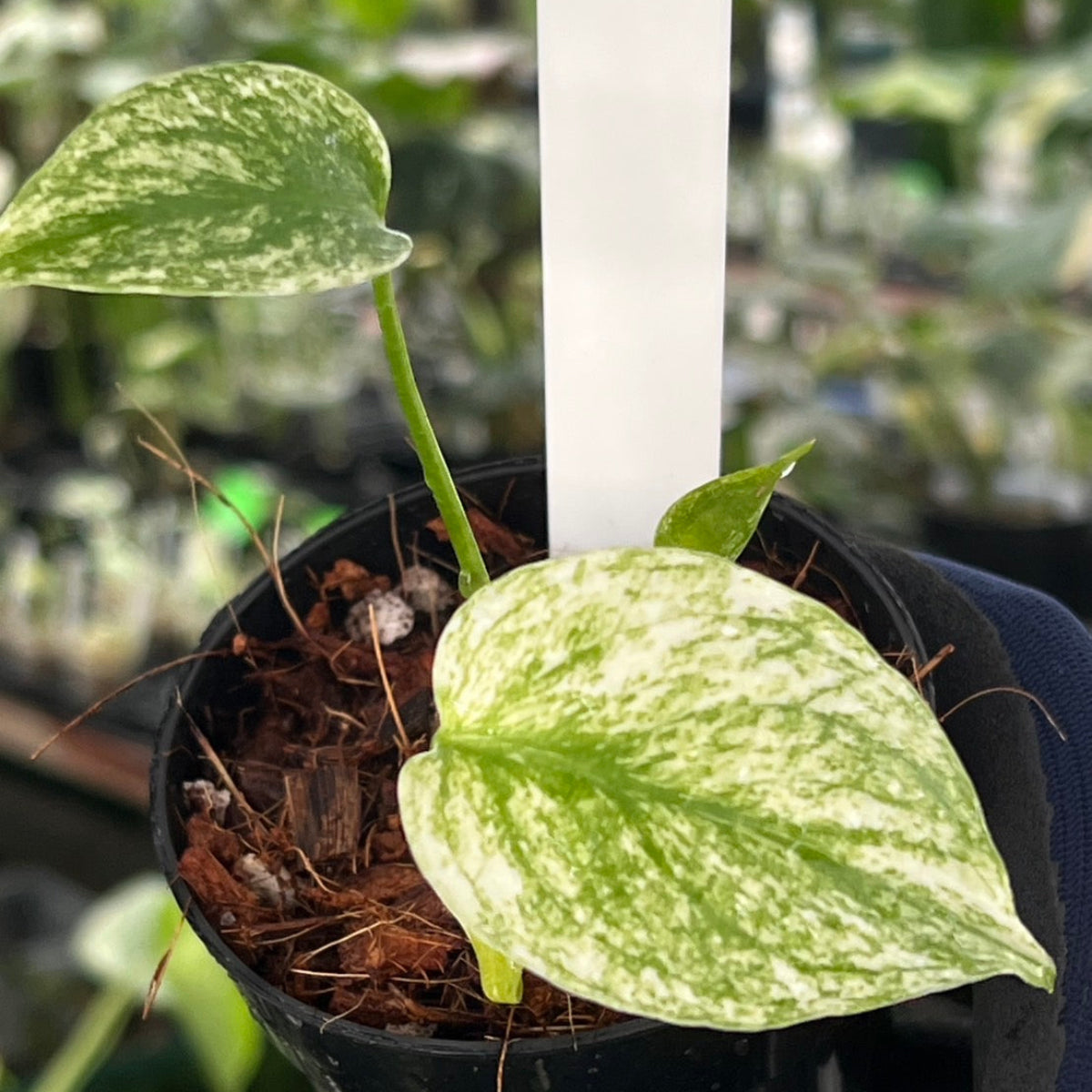 緊急追加 / シロウト園芸選抜株】モンステラ・デリシオーサ 'ホワイト