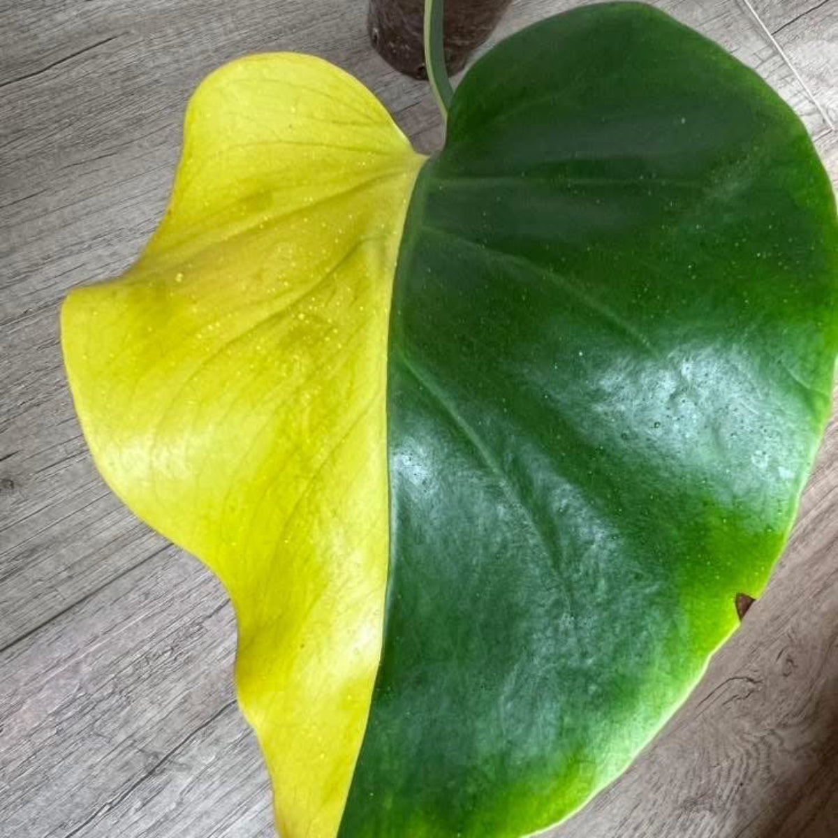 予約販売】【コレクション】モンステラ デリシオーサ 'レモンライム'2