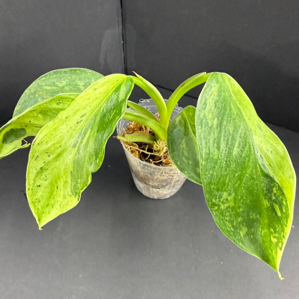 フィロデンドロン 'ジョセボーノ'斑入り – RARE PLANTS JAPAN (レア