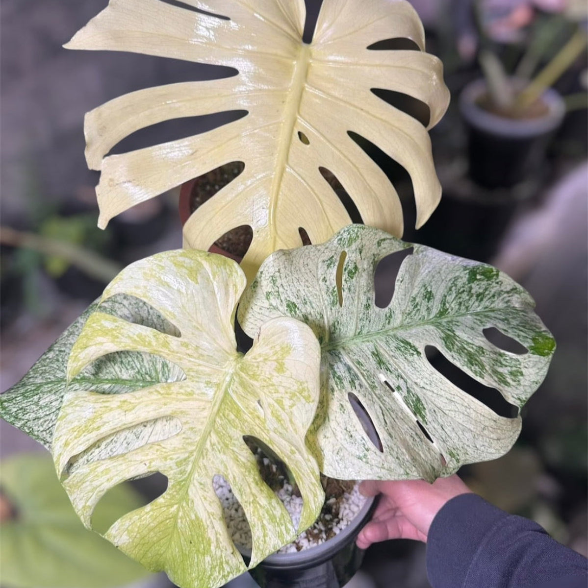 モンステラ デリシオーサ 'ホワイトモンスター' 2号 – RARE PLANTS