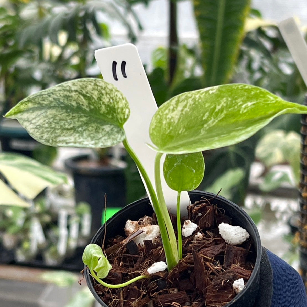 限定14株 / シロウト園芸選抜株】モンステラ・デリシオーサ 'ホワイト