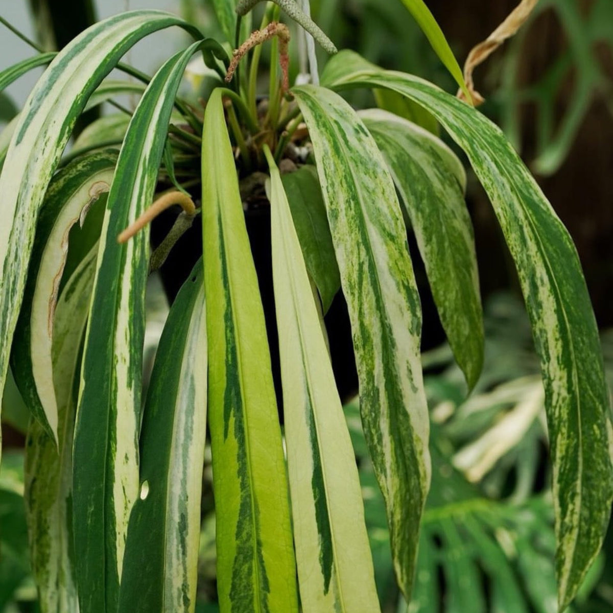 アンスリウム ビッタリフォリウム 斑入り 2号ポリポット – RARE PLANTS