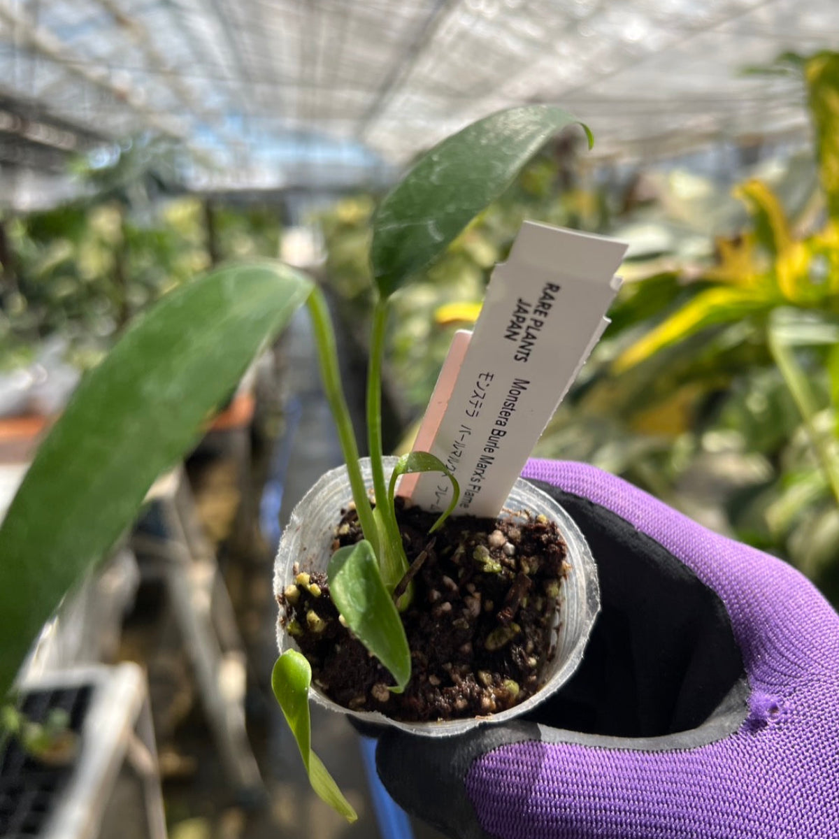 モンステラ 'バールマルクスフレイム(フレーム)' 2号ポリポット – RARE