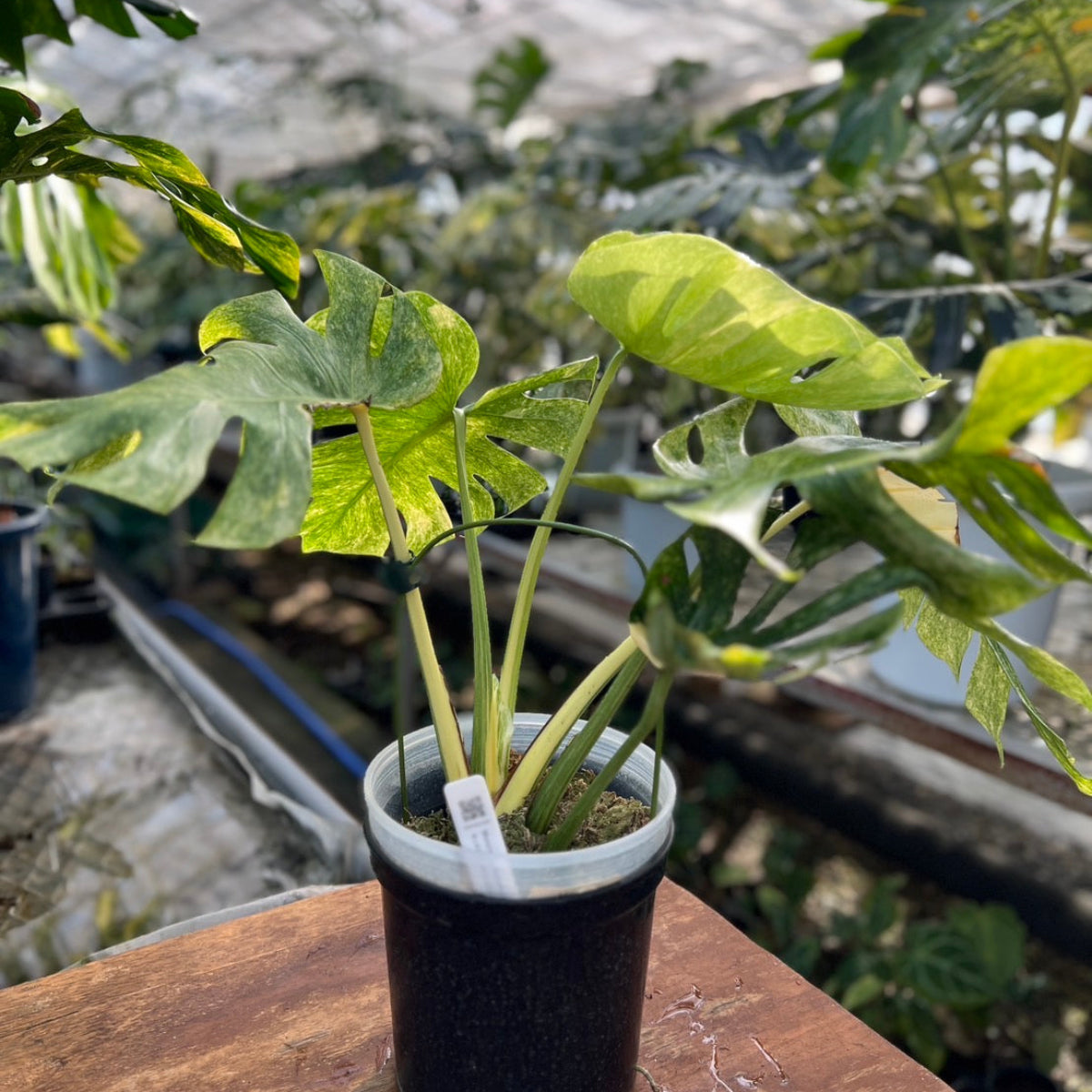 コレクション】モンステラ デリシオーサ 'タイコンステレーション