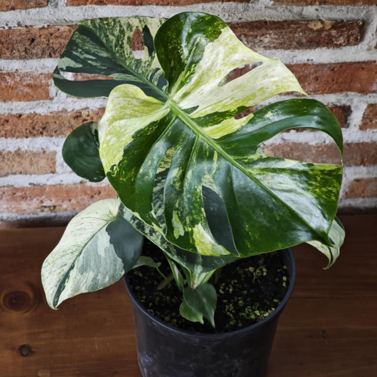 選択可能】【コレクション】モンステラ デリシオーサ 'ミント トリ